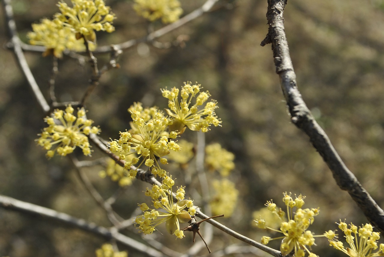 cornus  flowers  yellow free photo