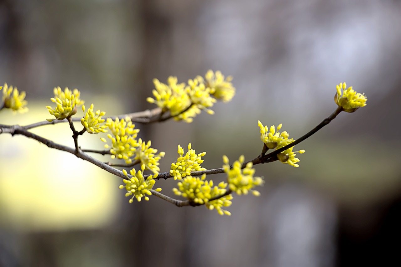 cornus spring flowers flowers free photo