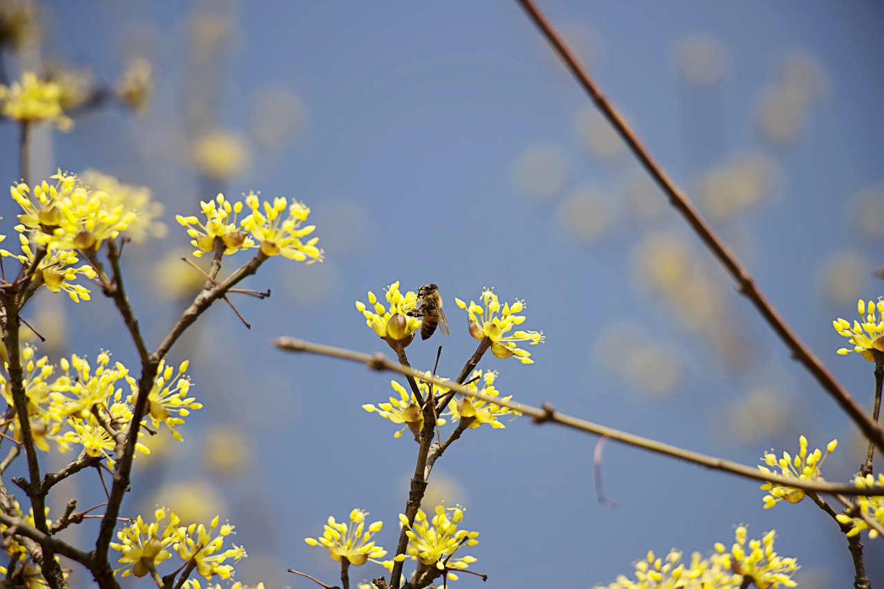 cornus spring flowers flowers free photo