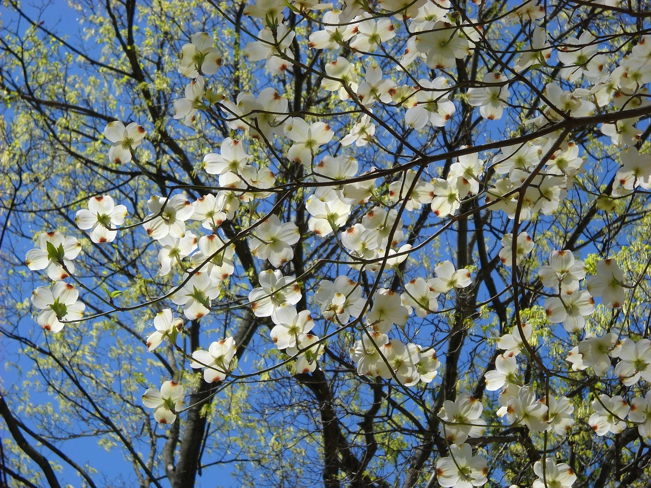 cornus florida dogwood blossoms free photo