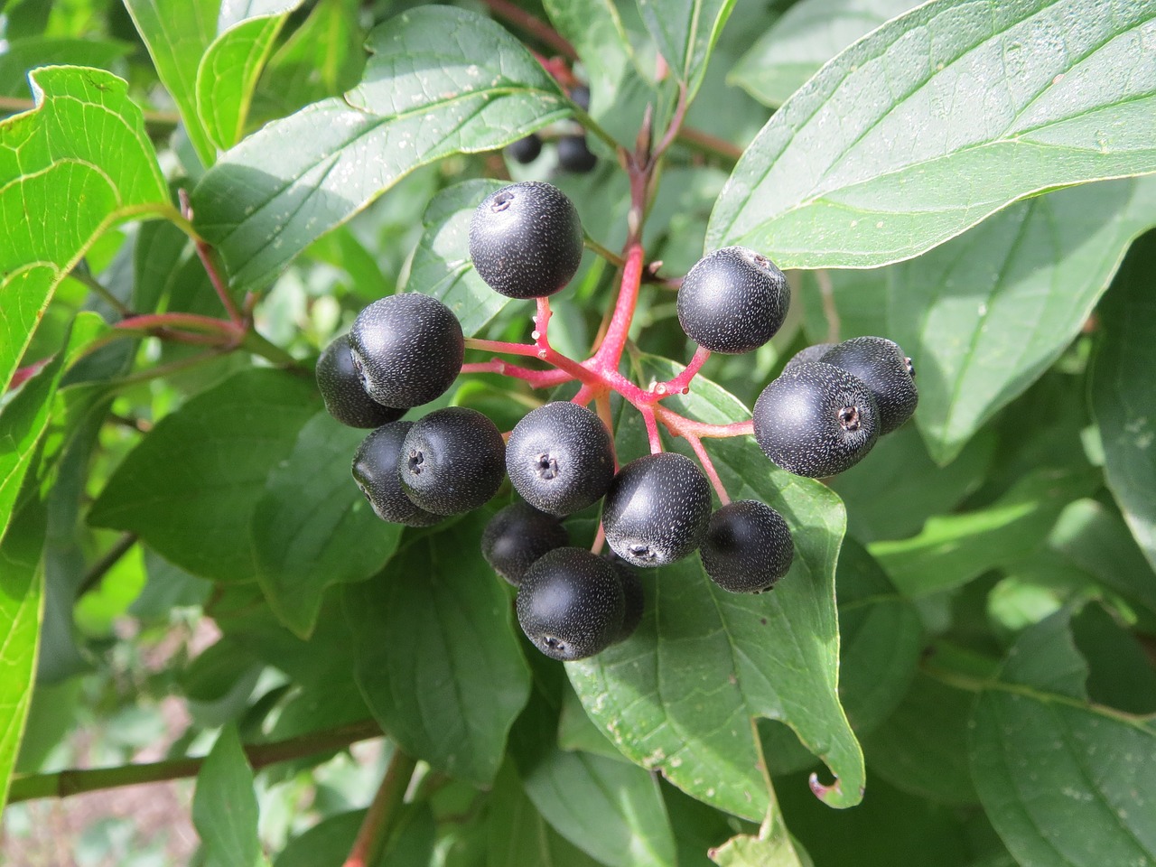 cornus sanguinea common dogwood fruit free photo