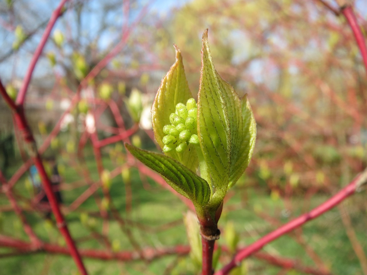 cornus sanguinea common dogwood shrub free photo