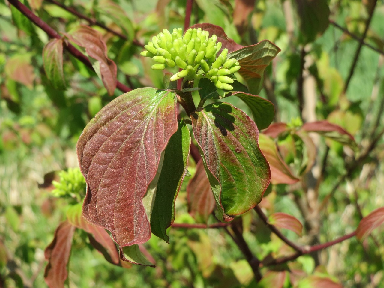 cornus sanguinea common dogwood flora free photo