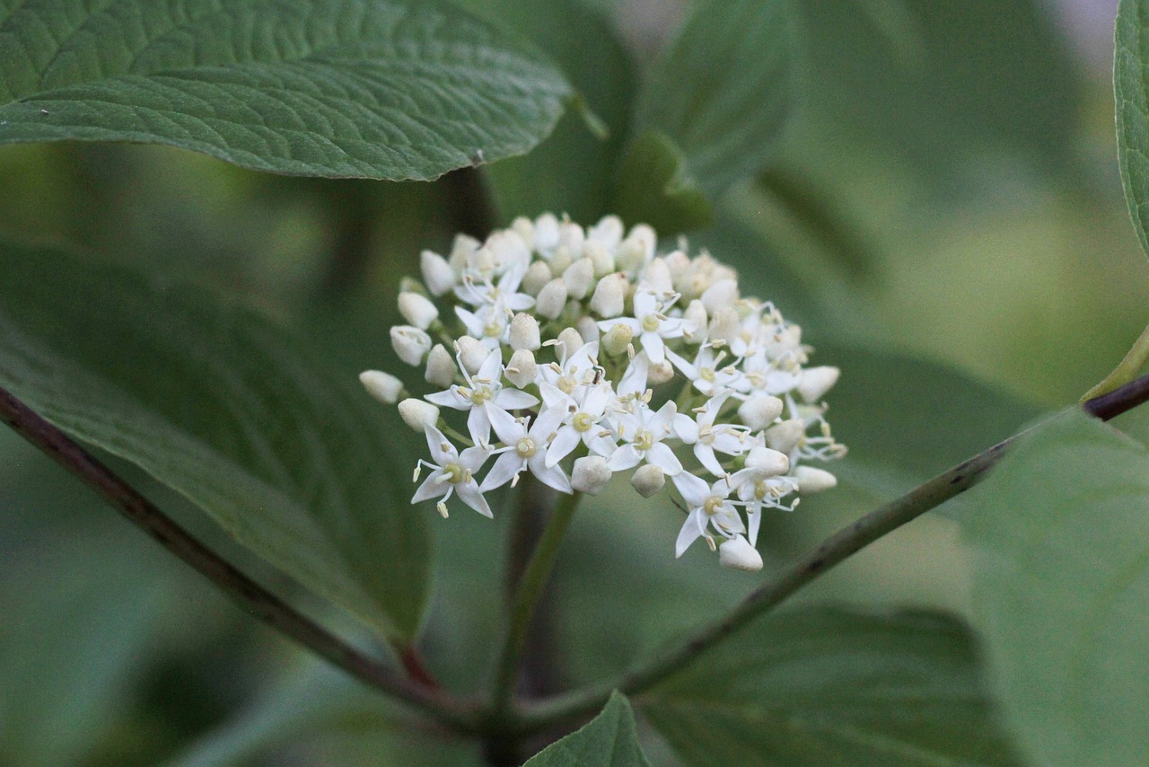 cornus siberica  flowers  white free photo