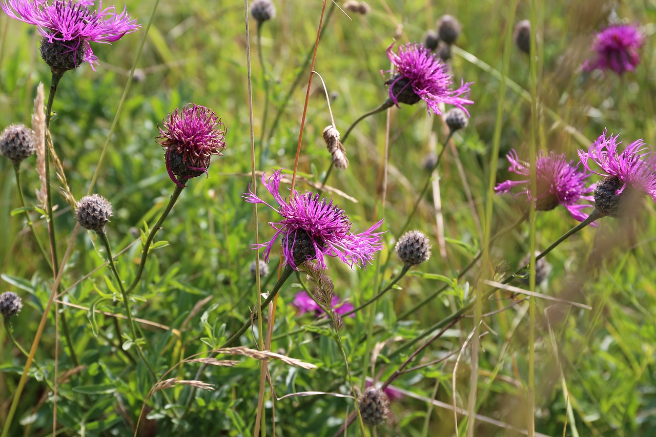 cornwall flowers pink free photo