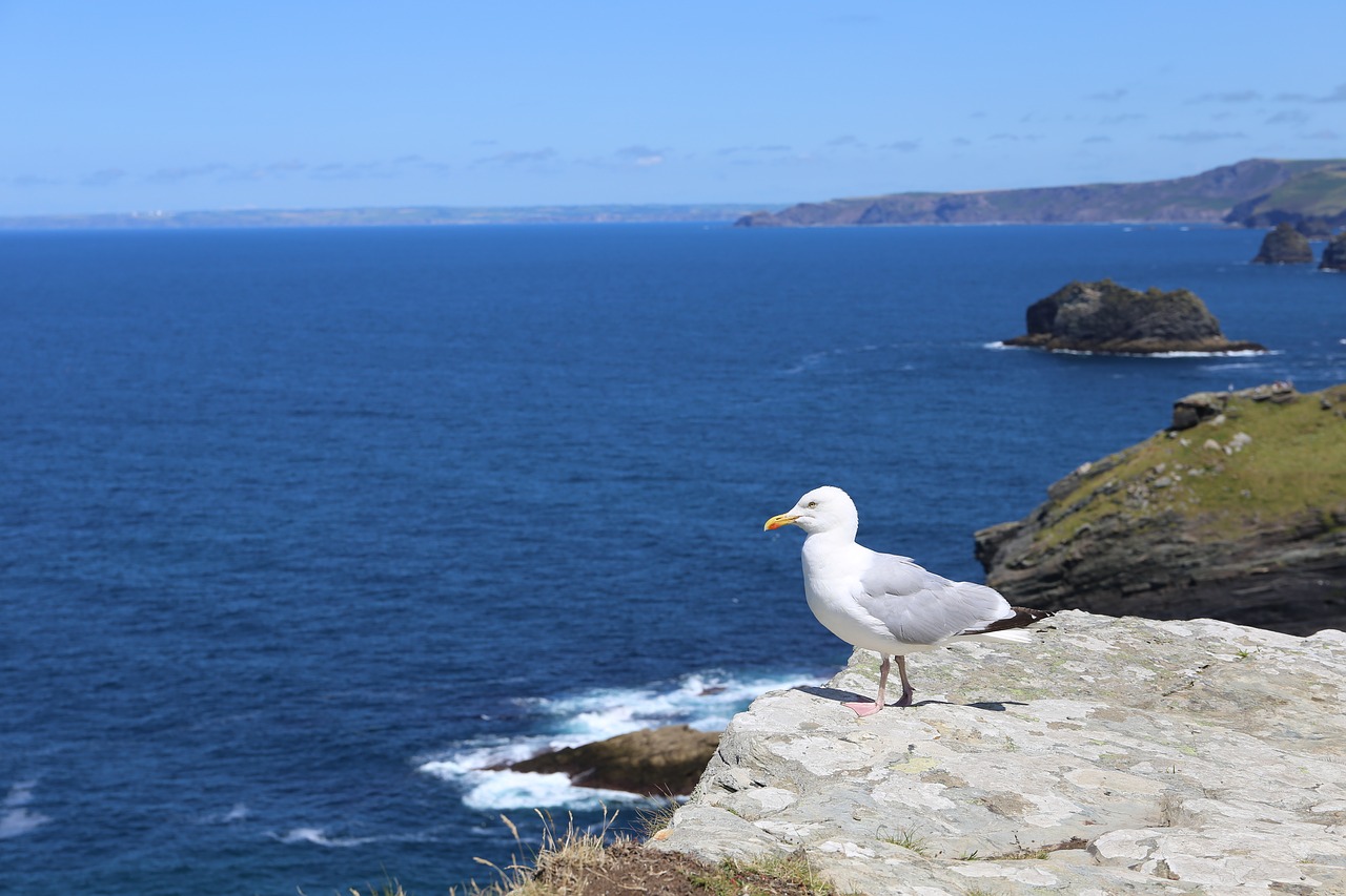 cornwall tintagel coast free photo