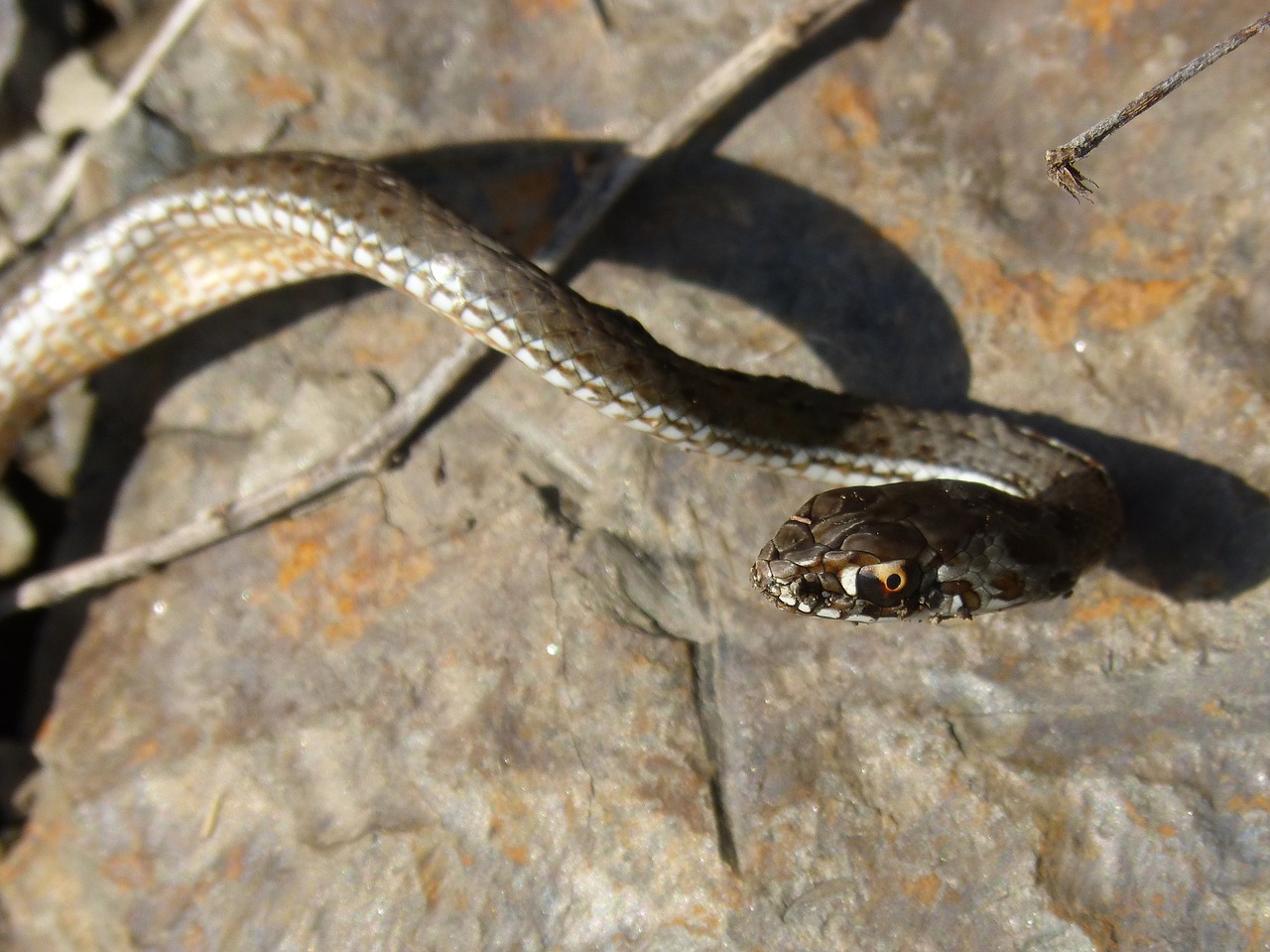 coronella girondica snake southern smooth snake free photo