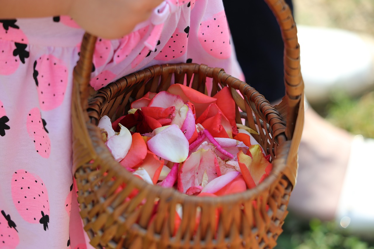 corpus christi feast  girl carrying basket  different colors rose petals free photo
