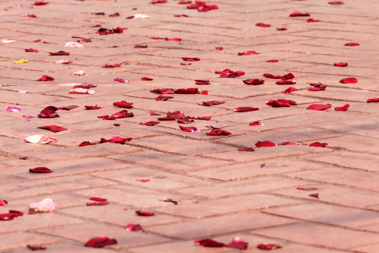 corpus christi feast  rose petals on the floor  procession free photo