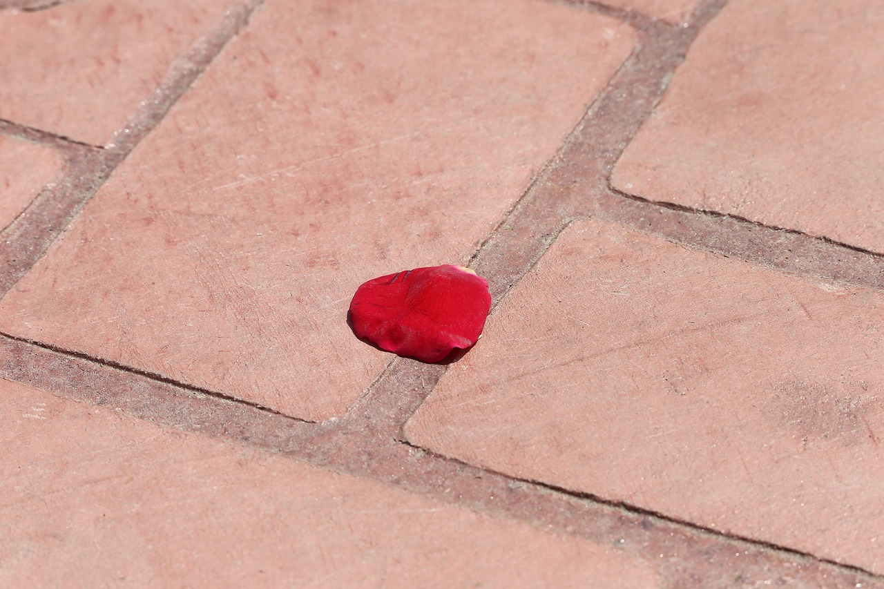 corpus christi feast  red rose petal on the floor  tradition free photo