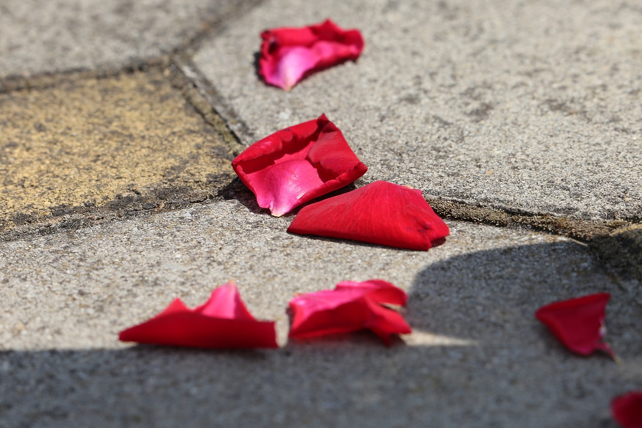 corpus christi feast  red rose petals on the floor  tradition free photo