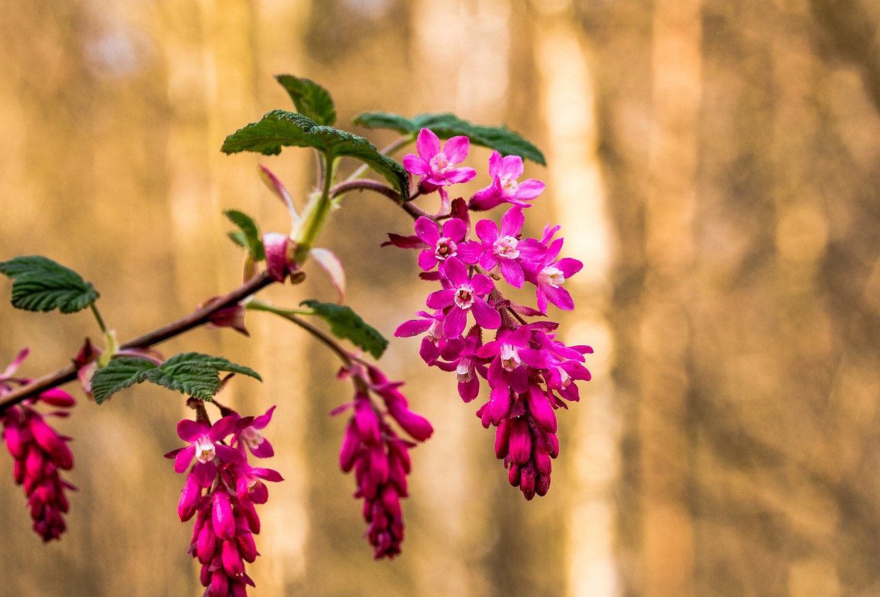 corpuscle ribes sanguineum blossom free photo