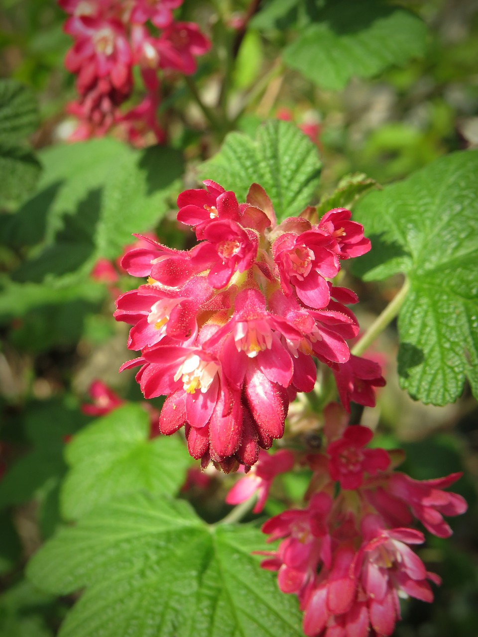 corpuscle  blossom  bloom free photo