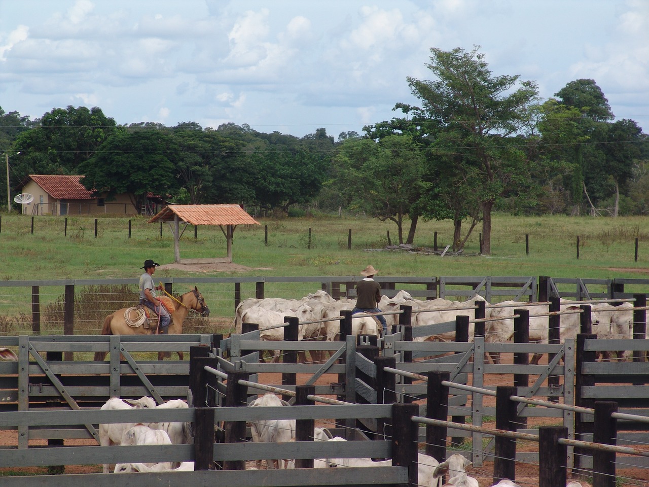 corral boi nellore free photo