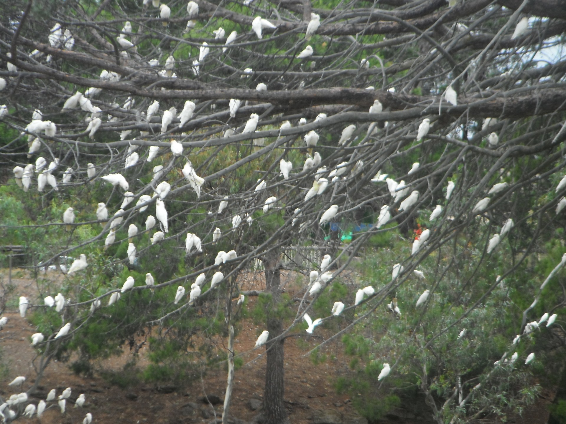 corrales white parrots tree free photo