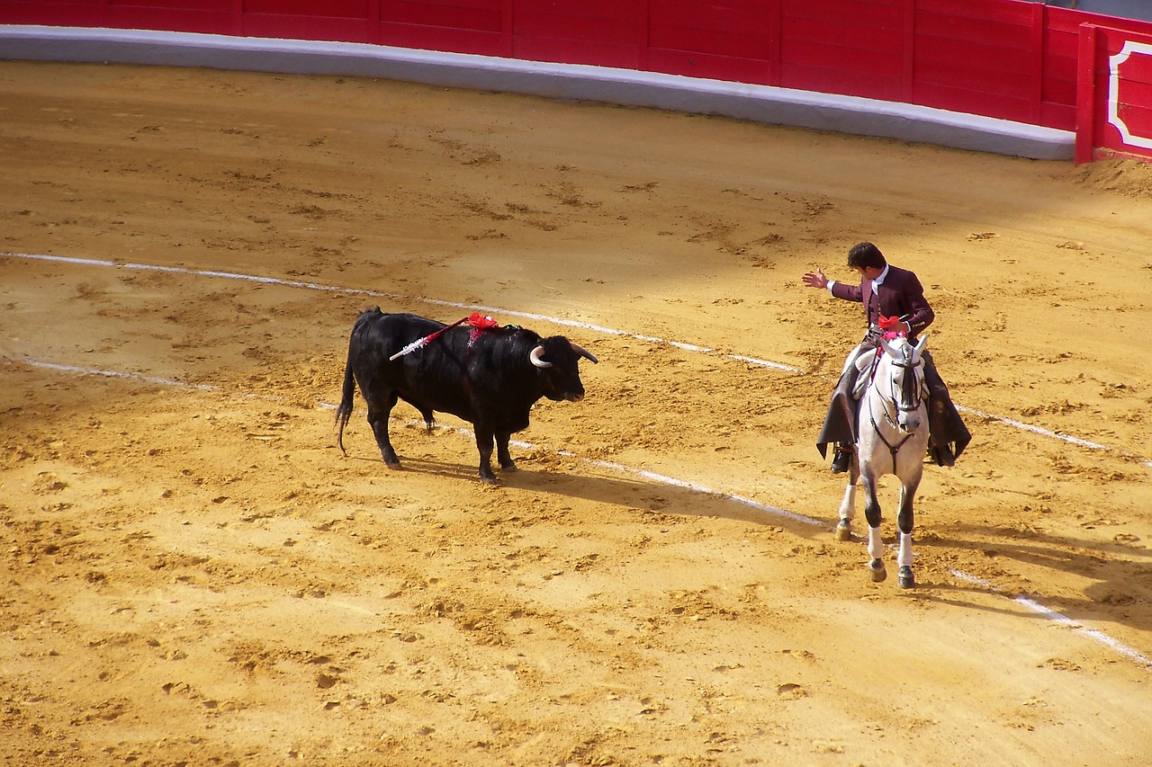 corrida arena bull free photo