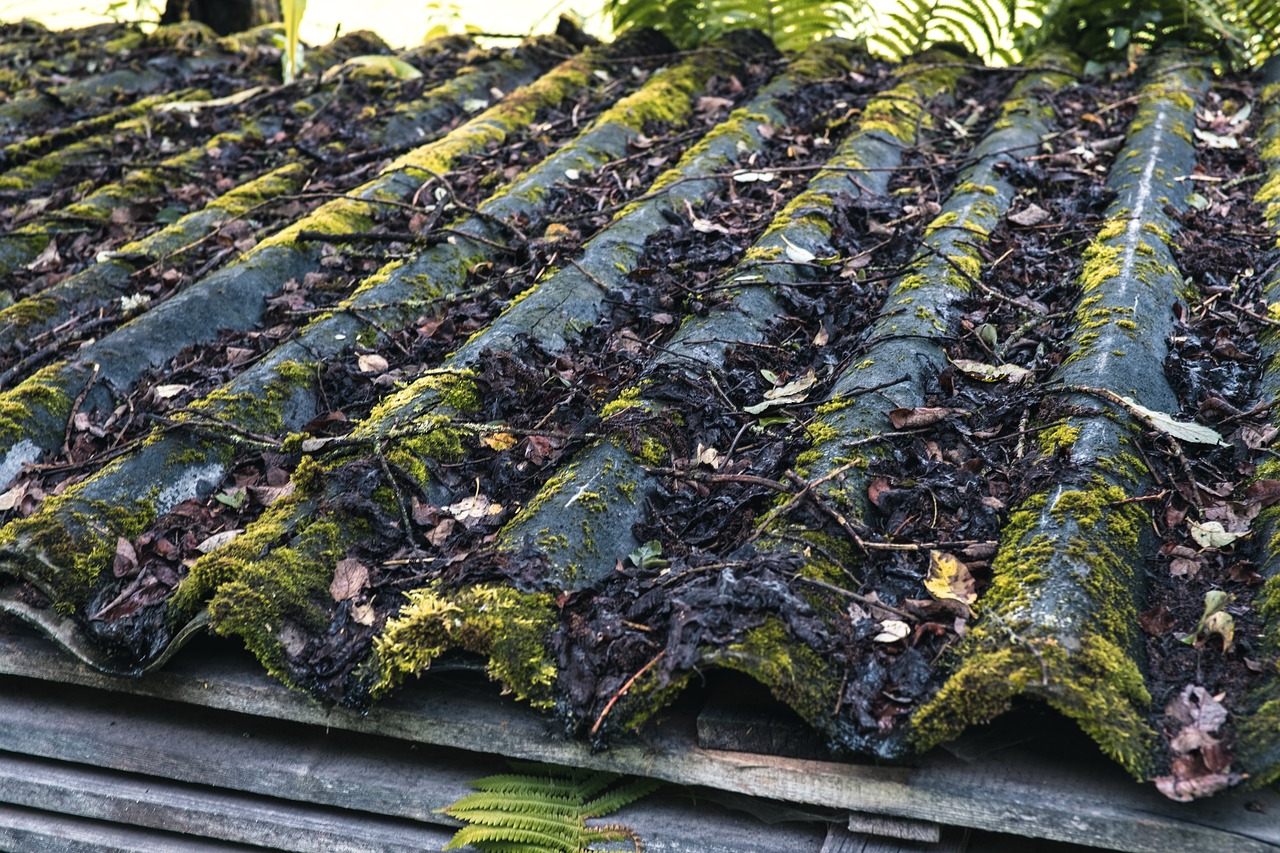 corrugated sheet moss roof free photo
