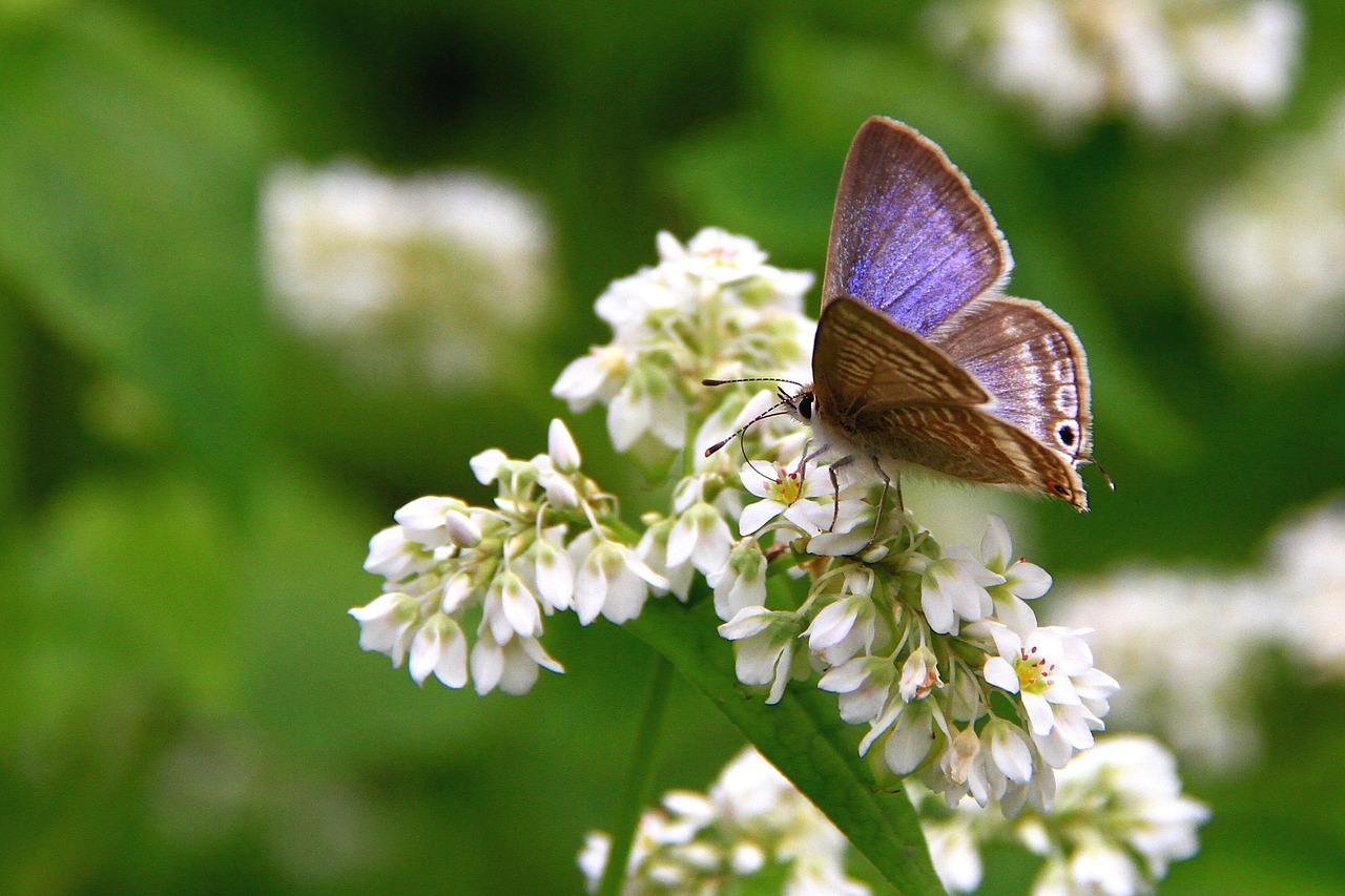 corrugated small gray butterfly purple flower free photo