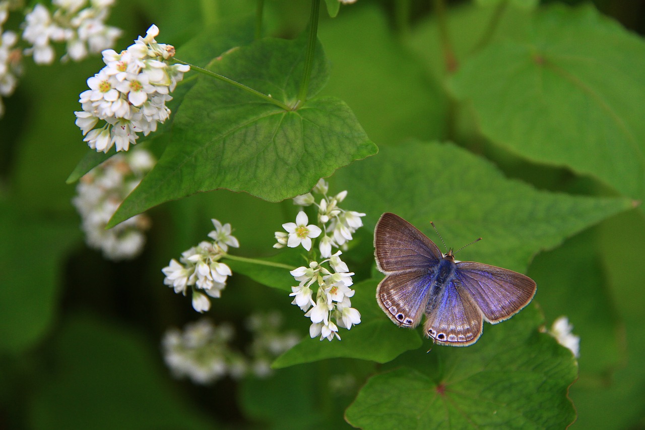 corrugated small gray butterfly quentin chong wings free photo