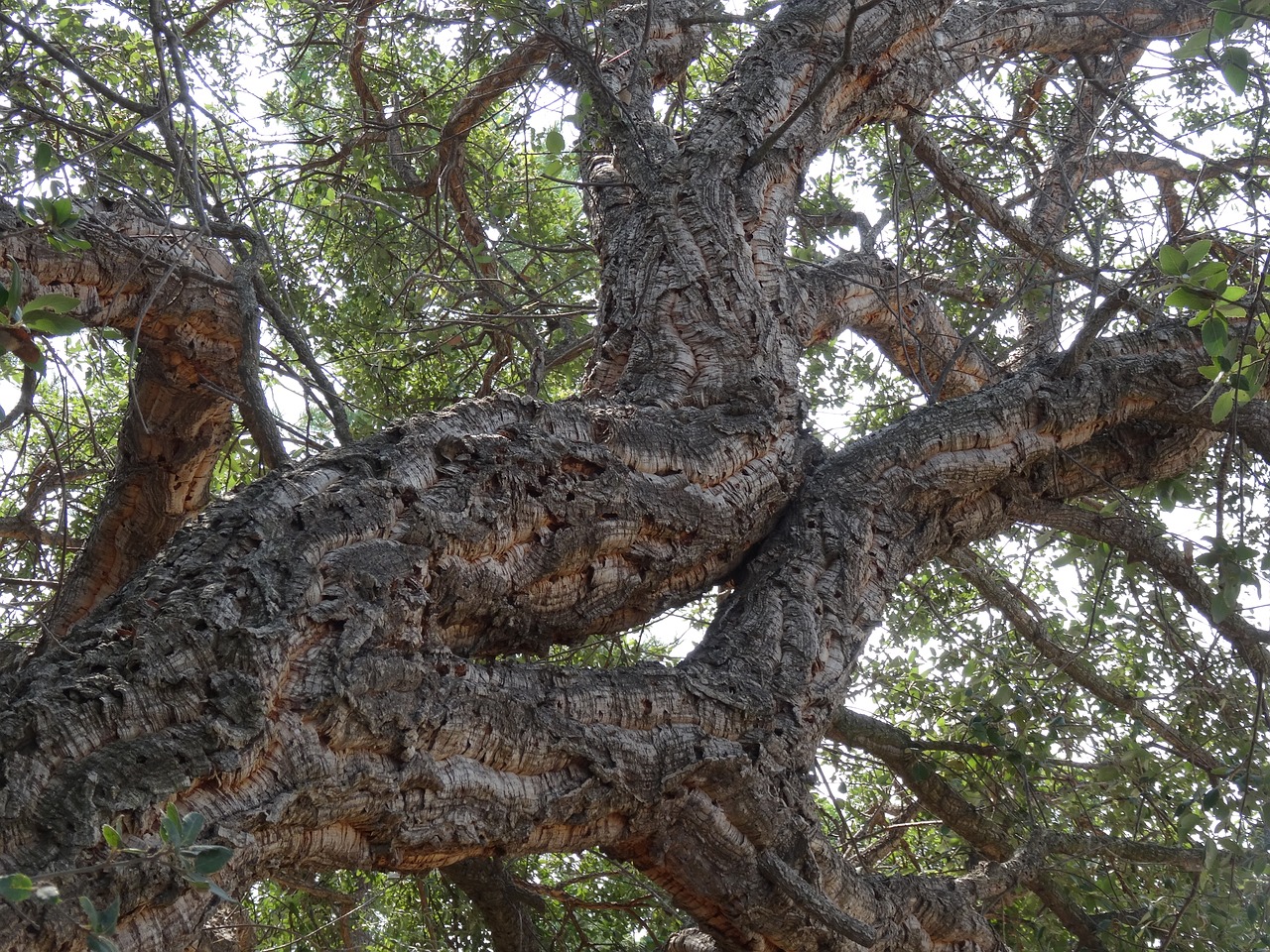 corsica cork oak skyward free photo