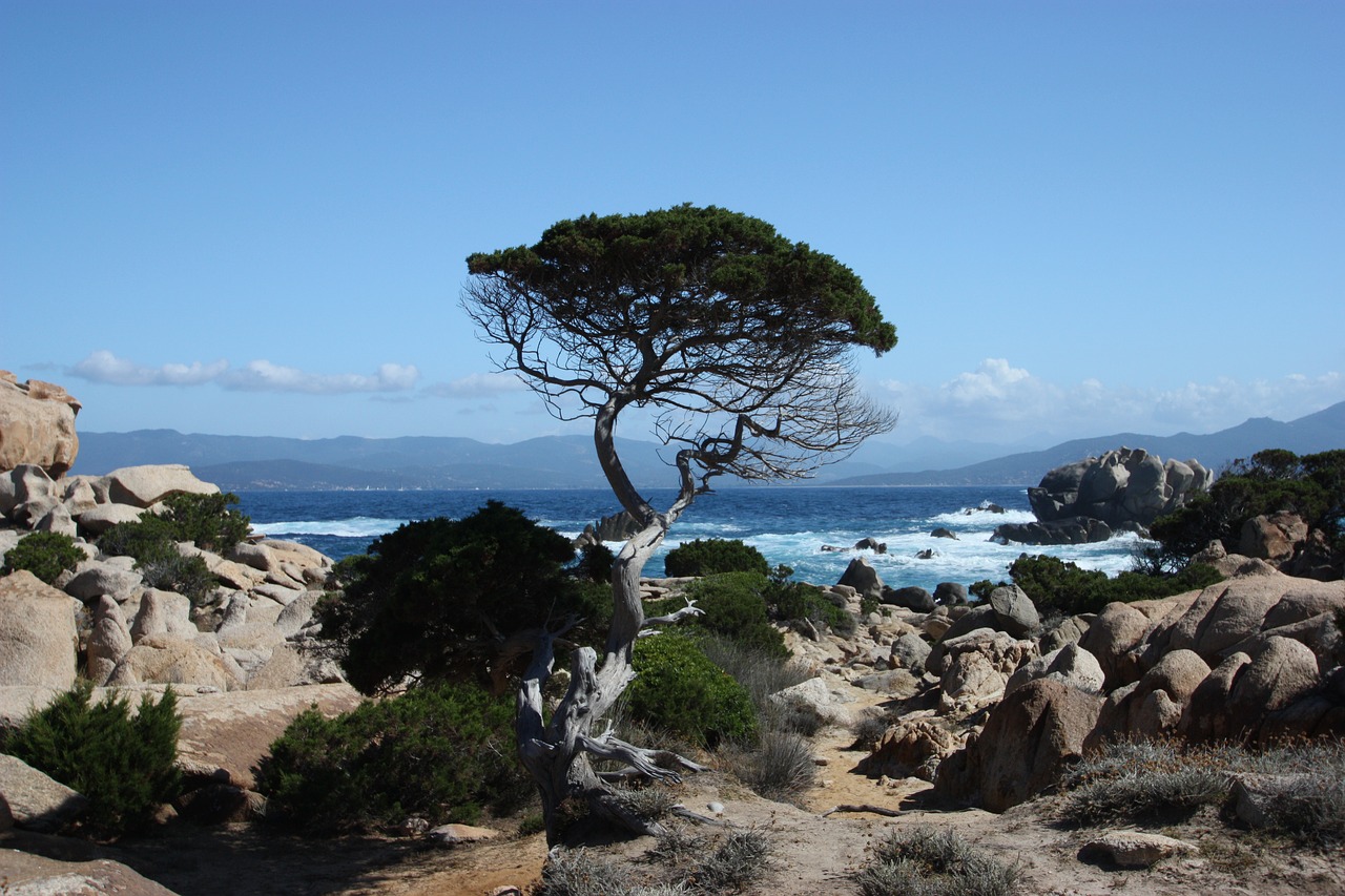 corsica  tree  sea free photo