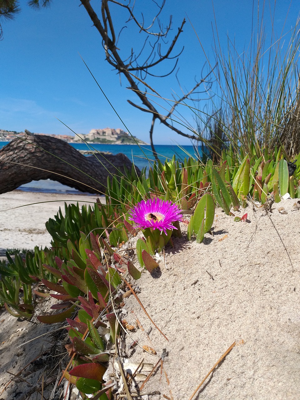 corsica  calvi  mediterranean free photo