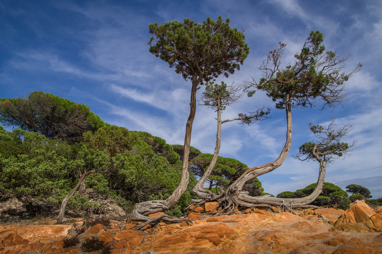corsican  pine  rocks free photo