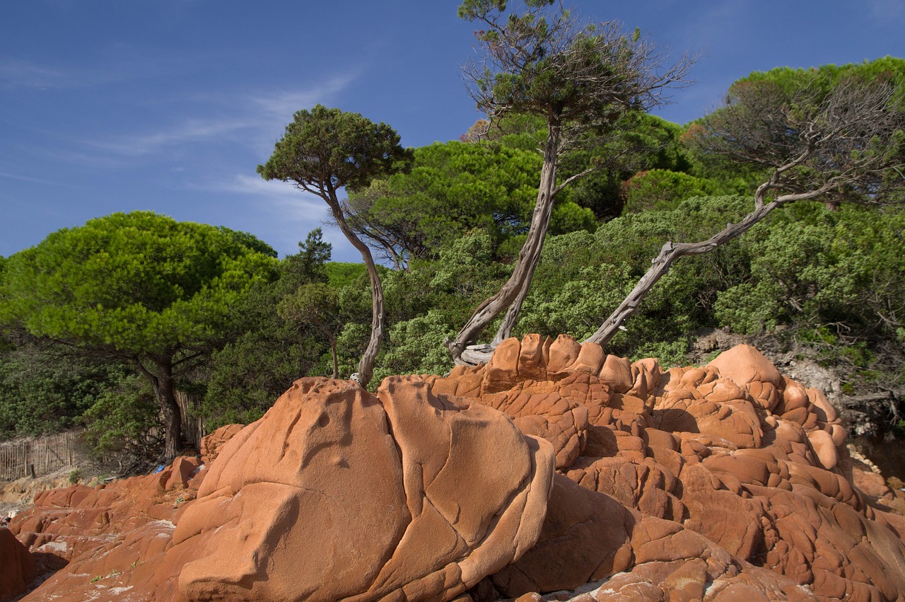 corsican  pine  rocks free photo