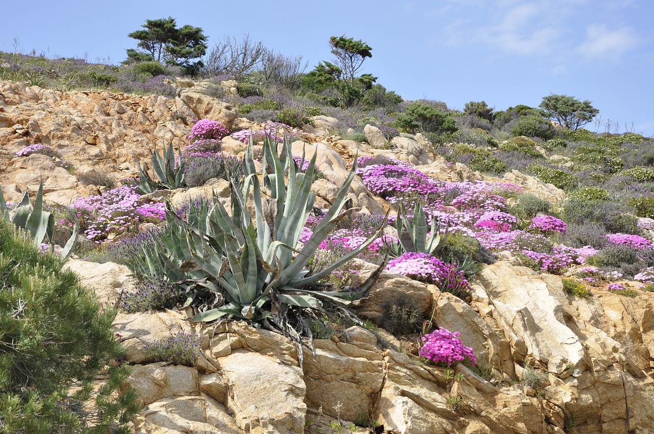 corsican france sea free photo