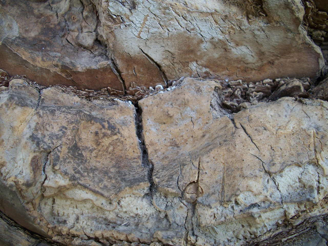 palm bark trunk free photo