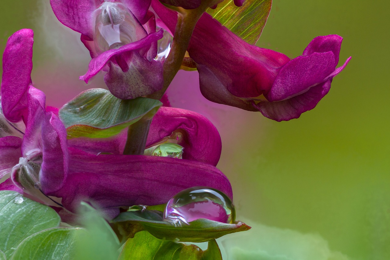 corydalis hollow corydalis blossom free photo