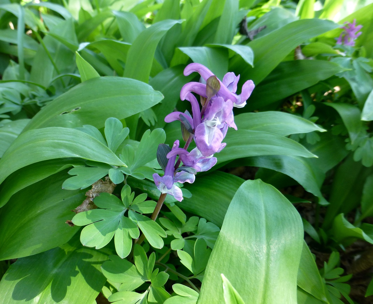 corydalis  purple  spring flower free photo