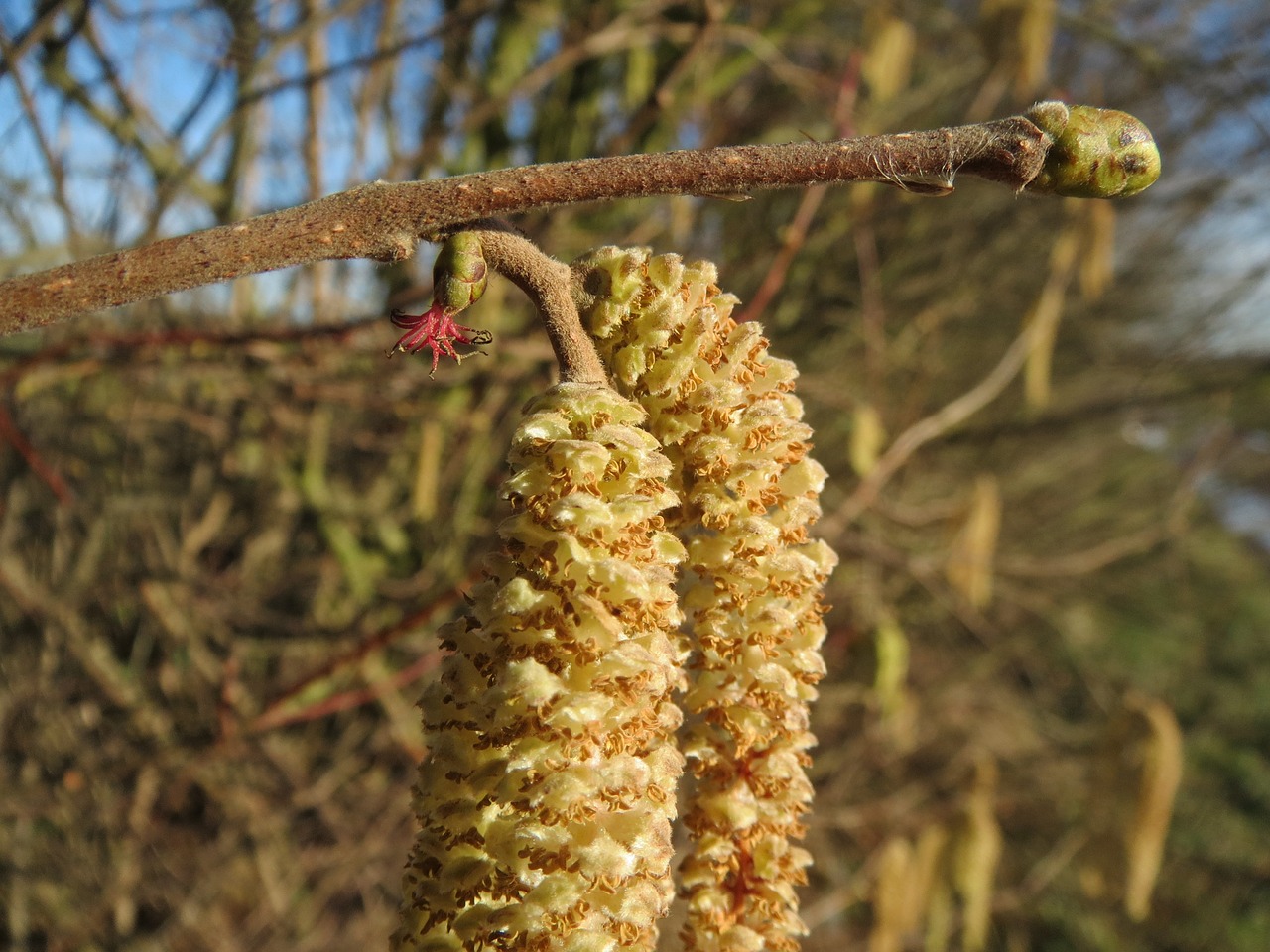 corylus avellana common hazel catkins free photo