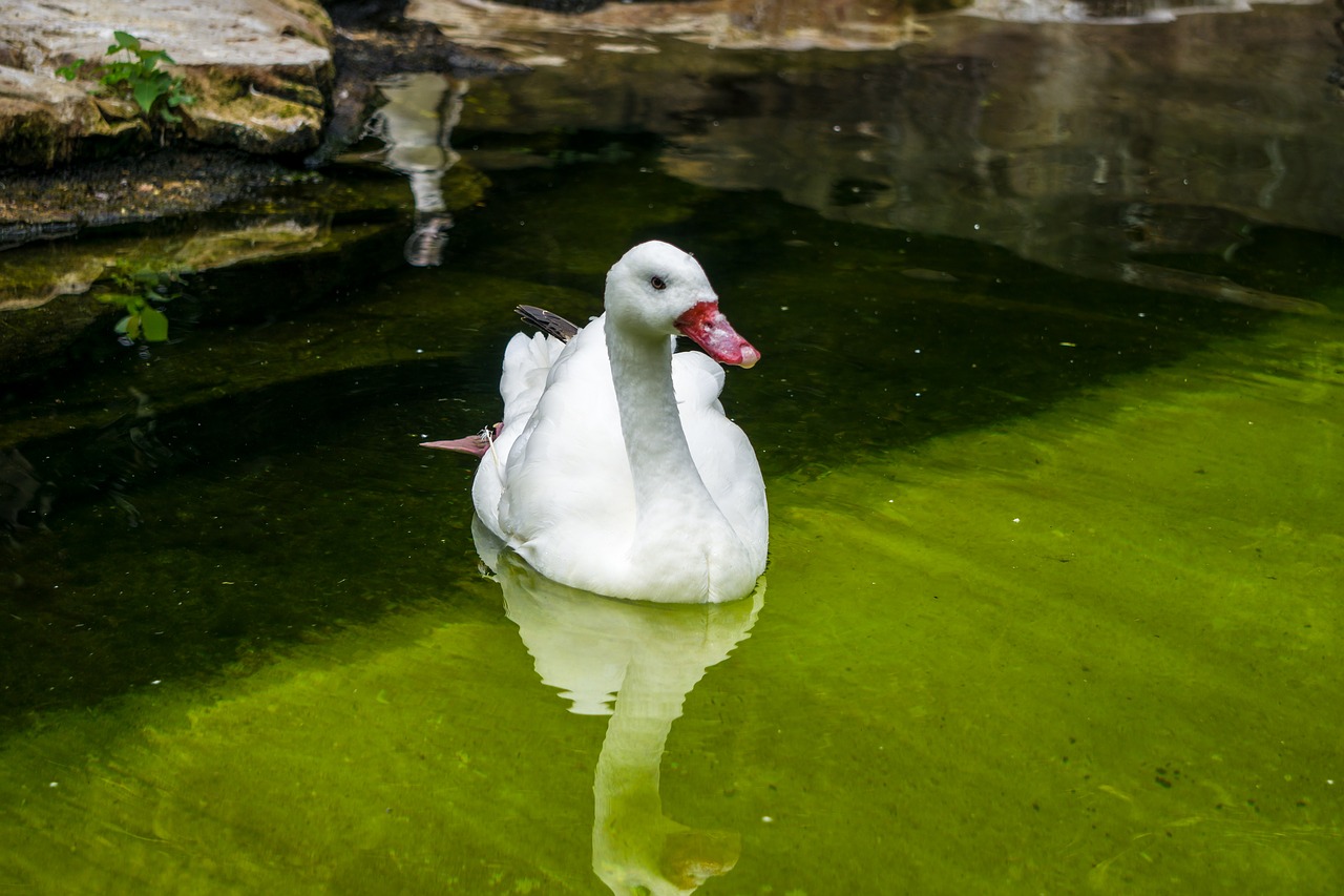 coscoroba swan  swan  waters free photo