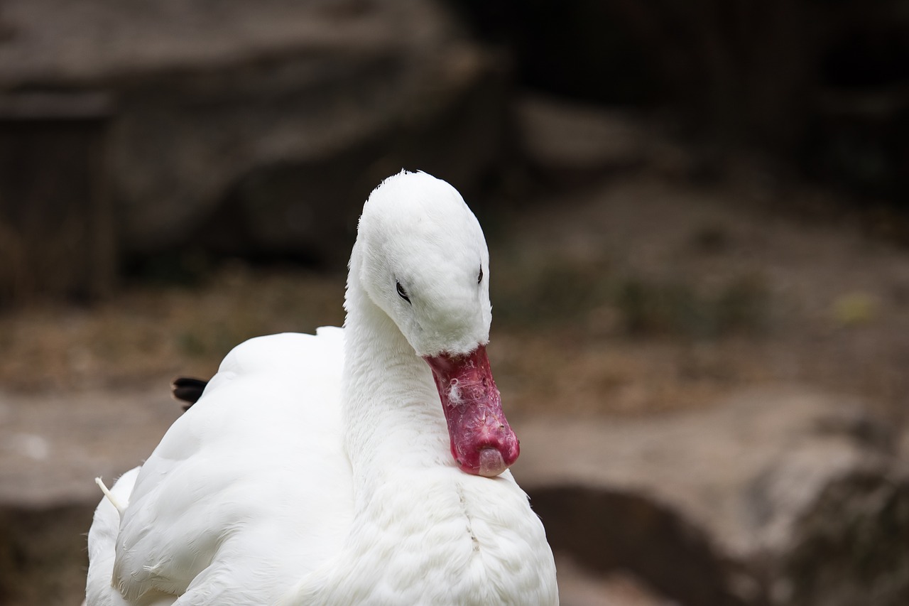 coscoroba swan  swan  magpie free photo