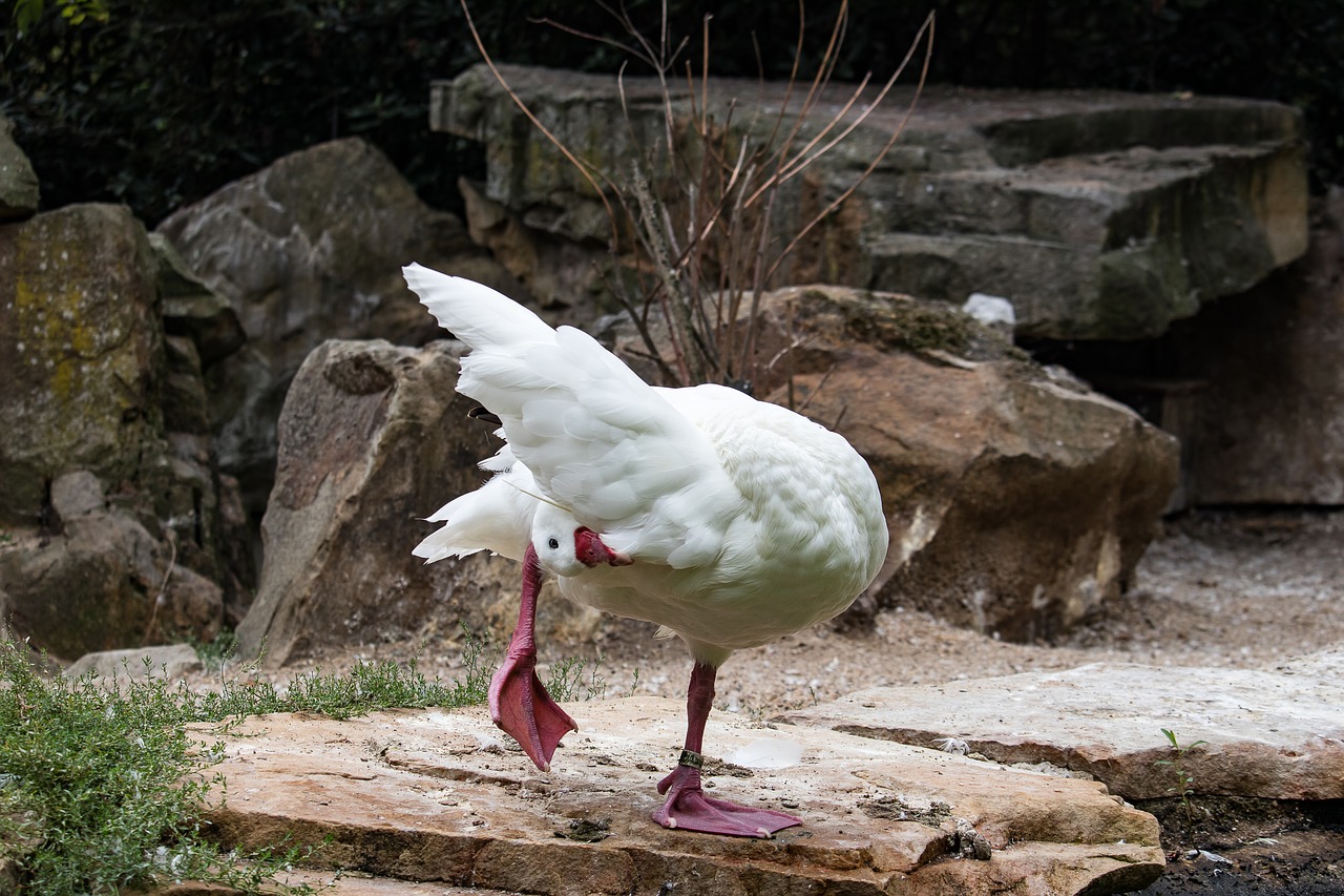 coscoroba swan  swan  magpie free photo