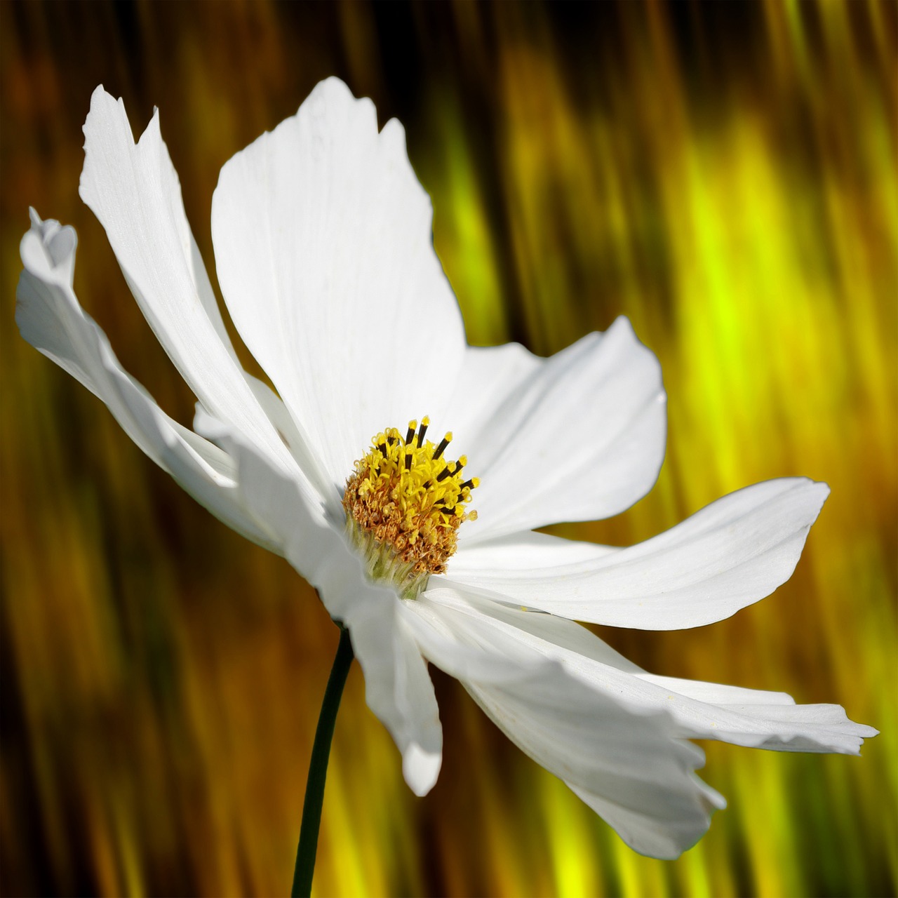 cosmea flower plant free photo