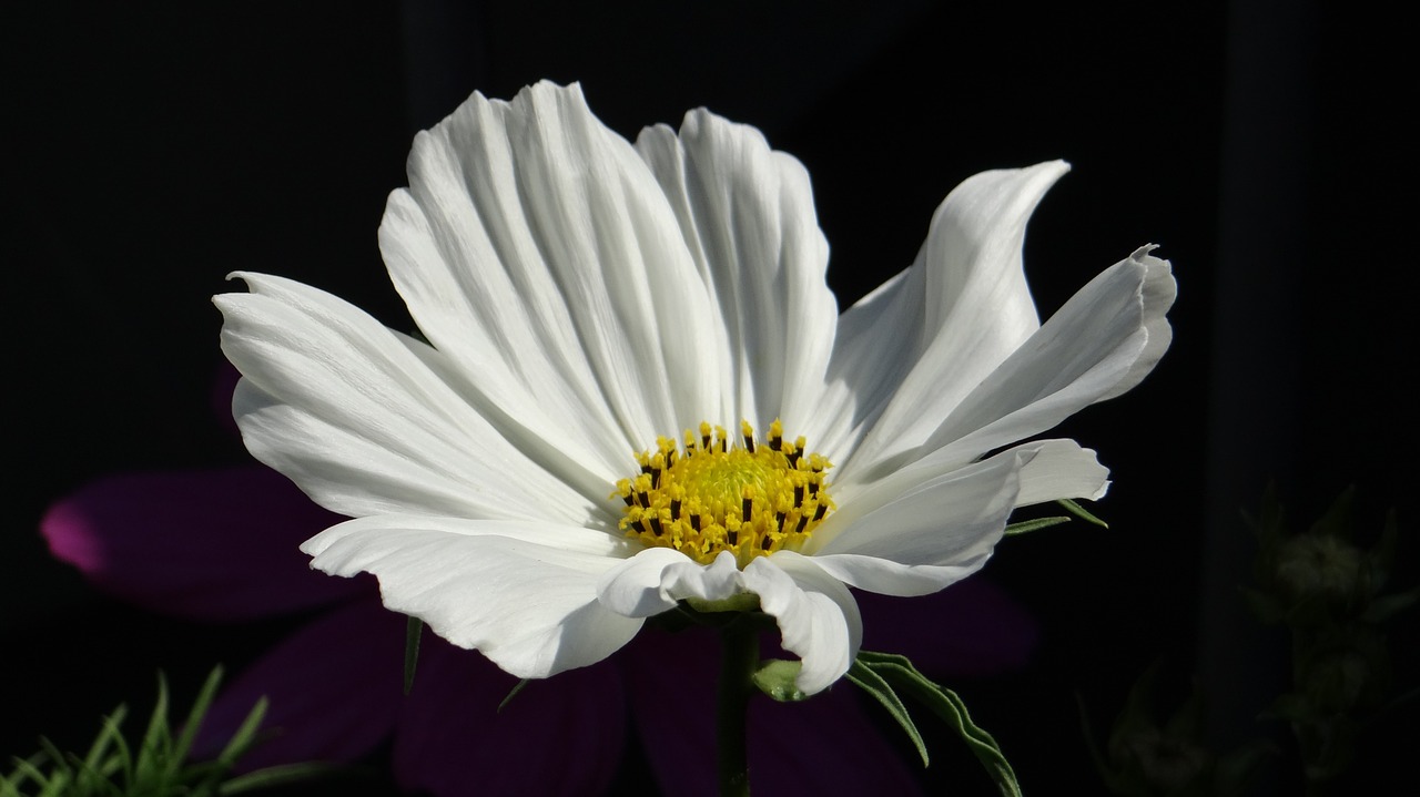 cosmea cosmos blossom free photo