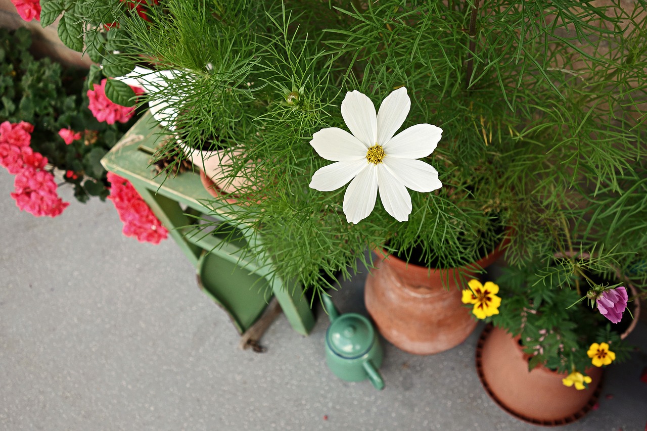 cosmea flower garden free photo