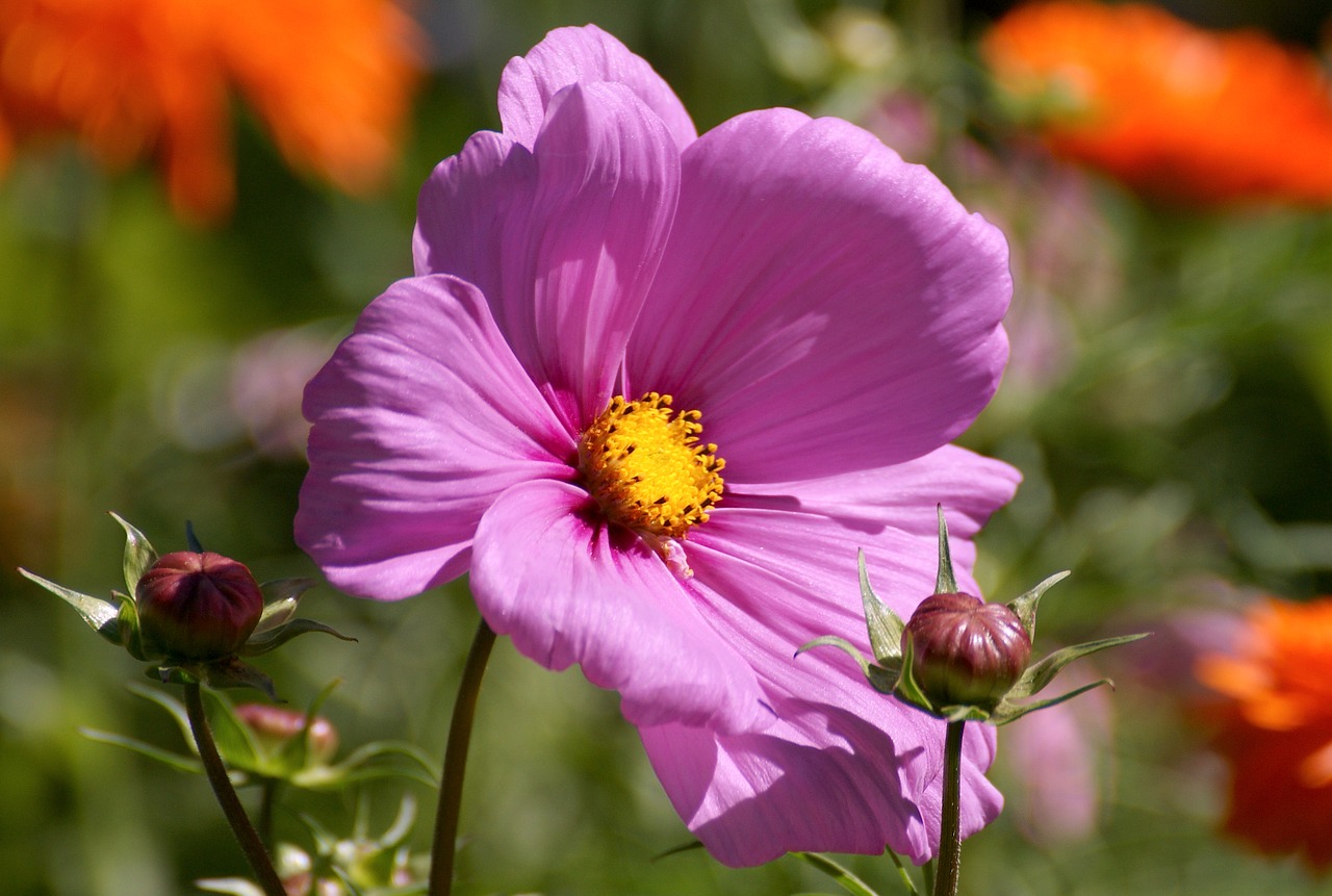 cosmea blossom bloom free photo