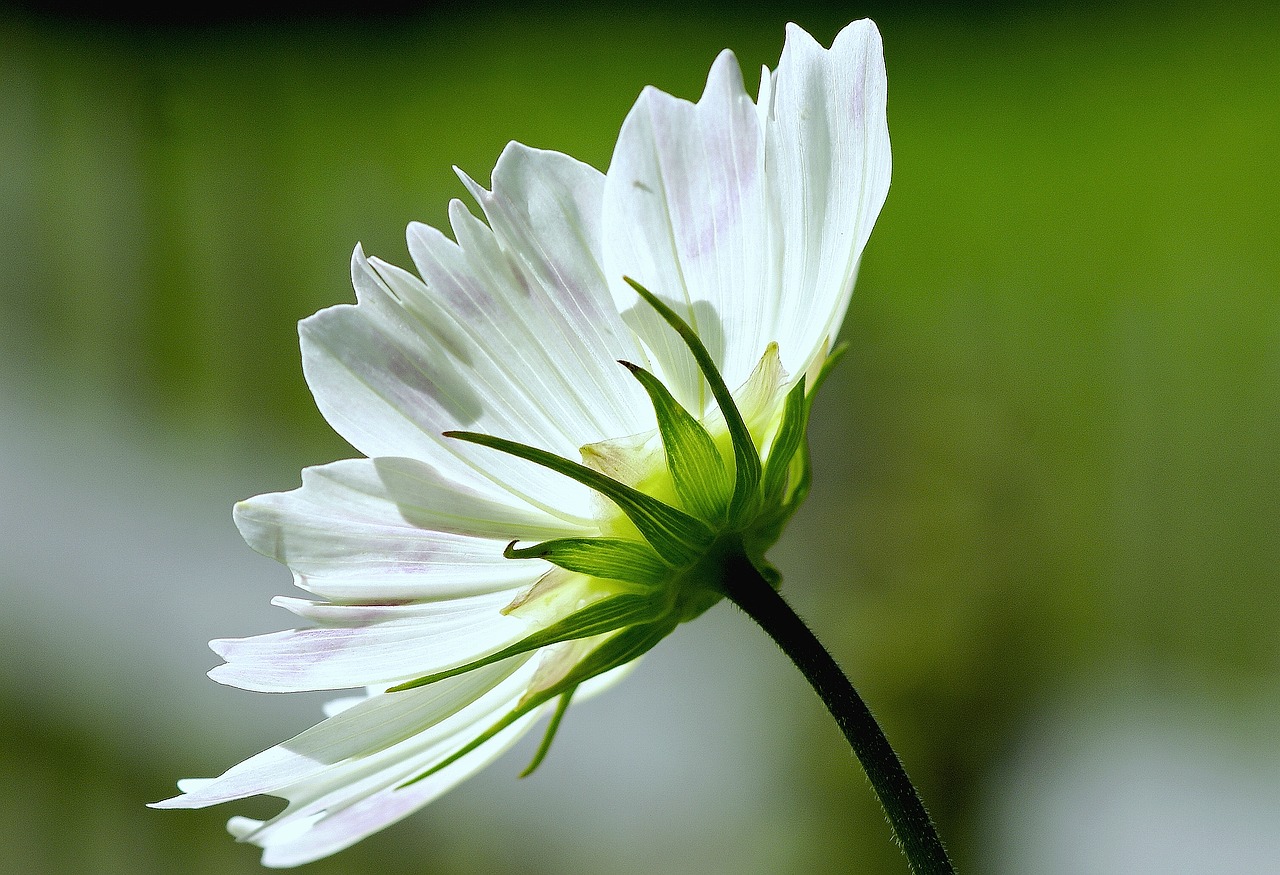 cosmea white plant free photo