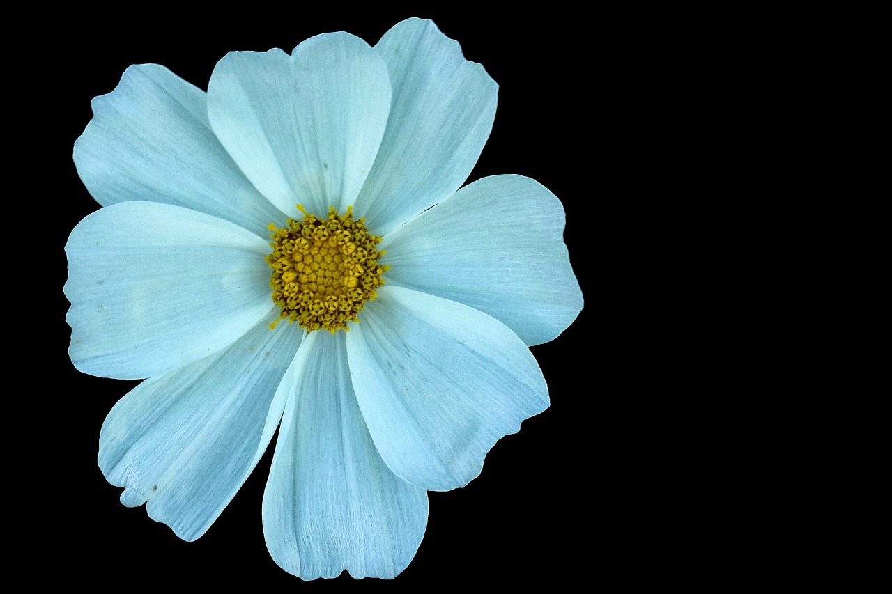 cosmea blossom bloom free photo