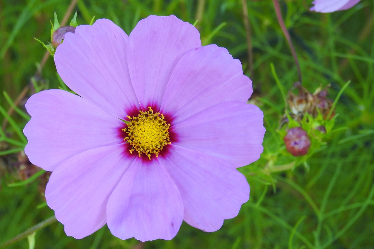 cosmea blossom bloom free photo