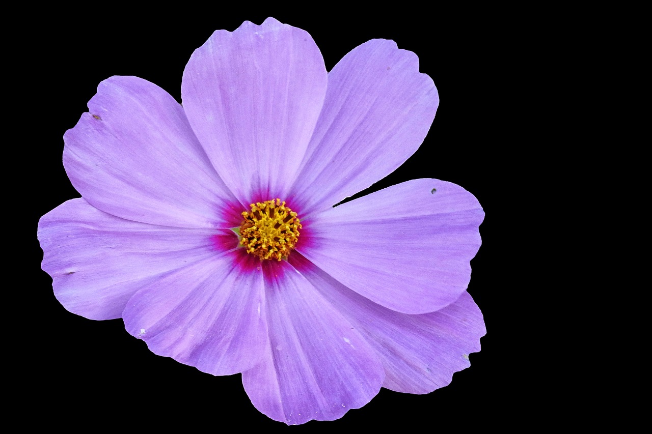 cosmea blossom bloom free photo