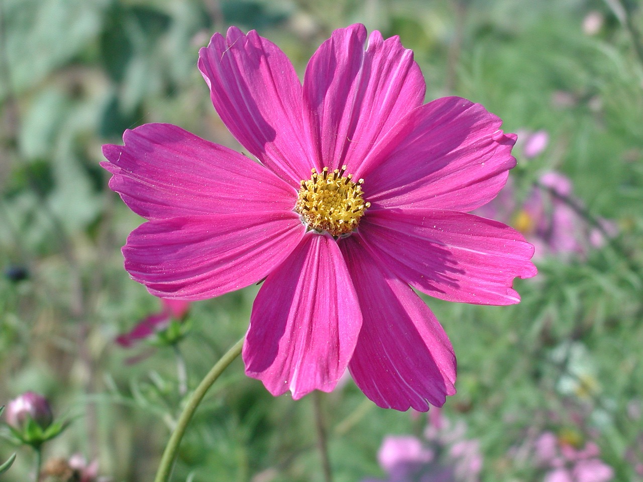 cosmea blossom bloom free photo