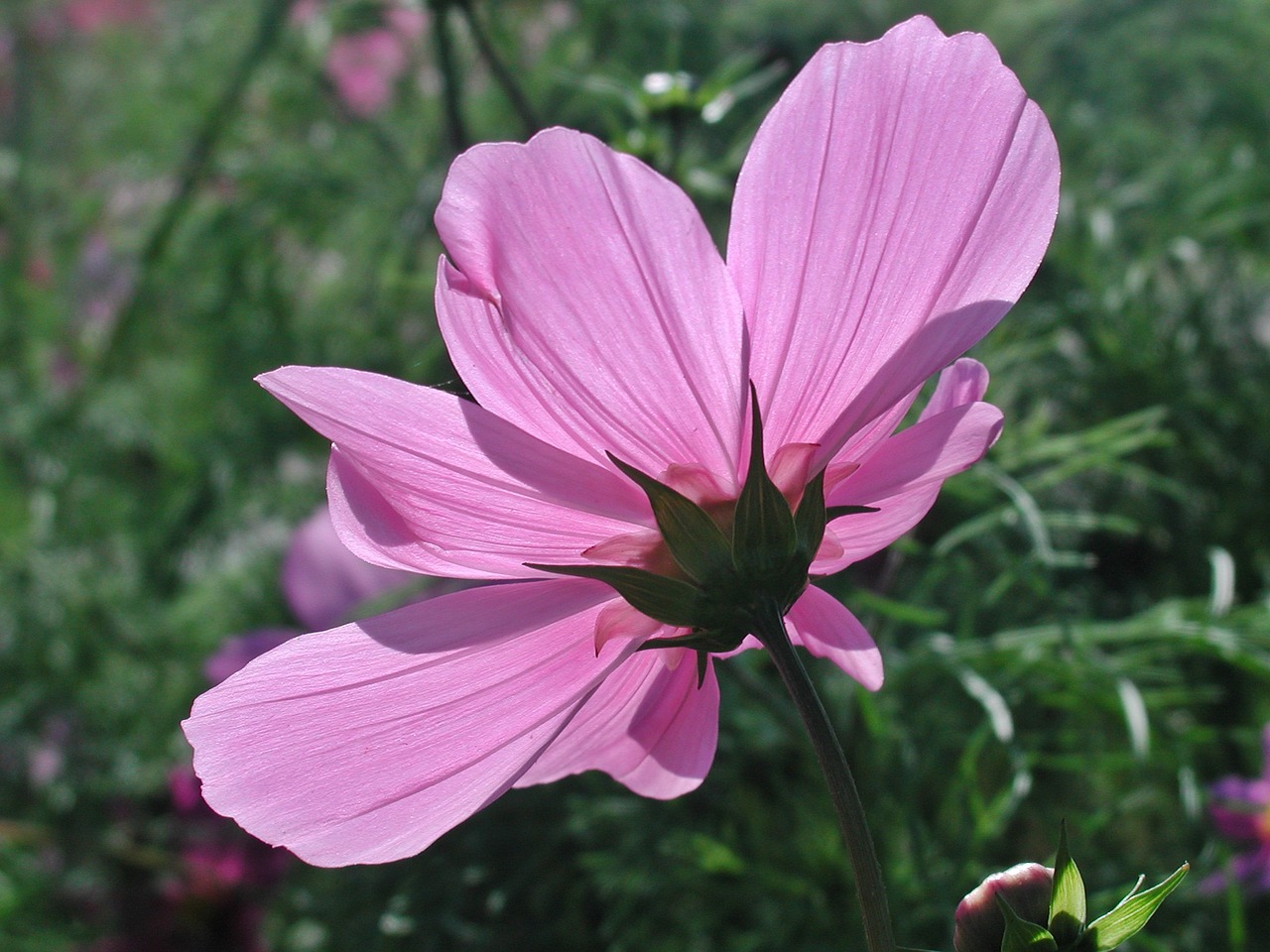 cosmea blossom bloom free photo