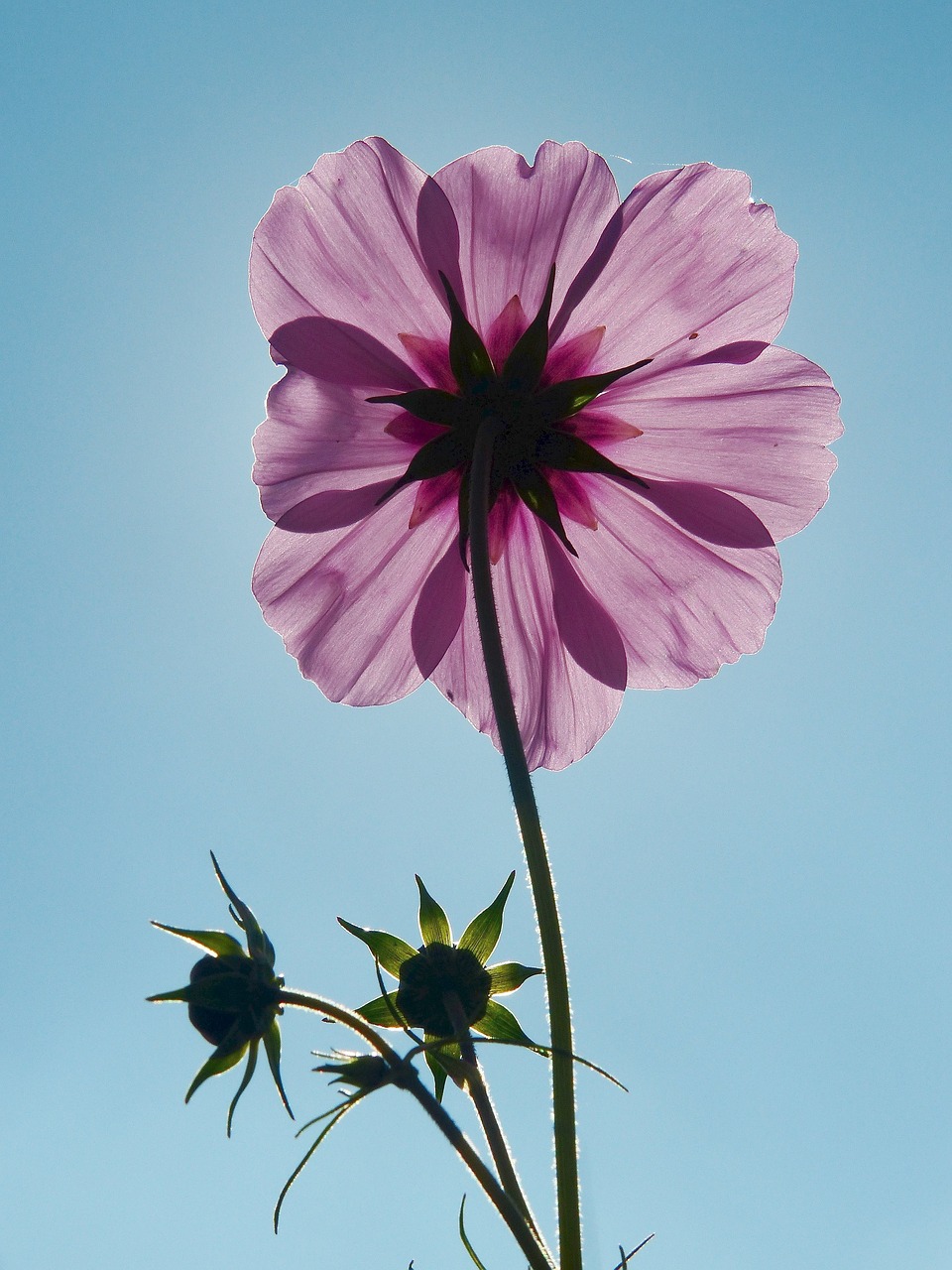 cosmea cosmos flower meadow free photo