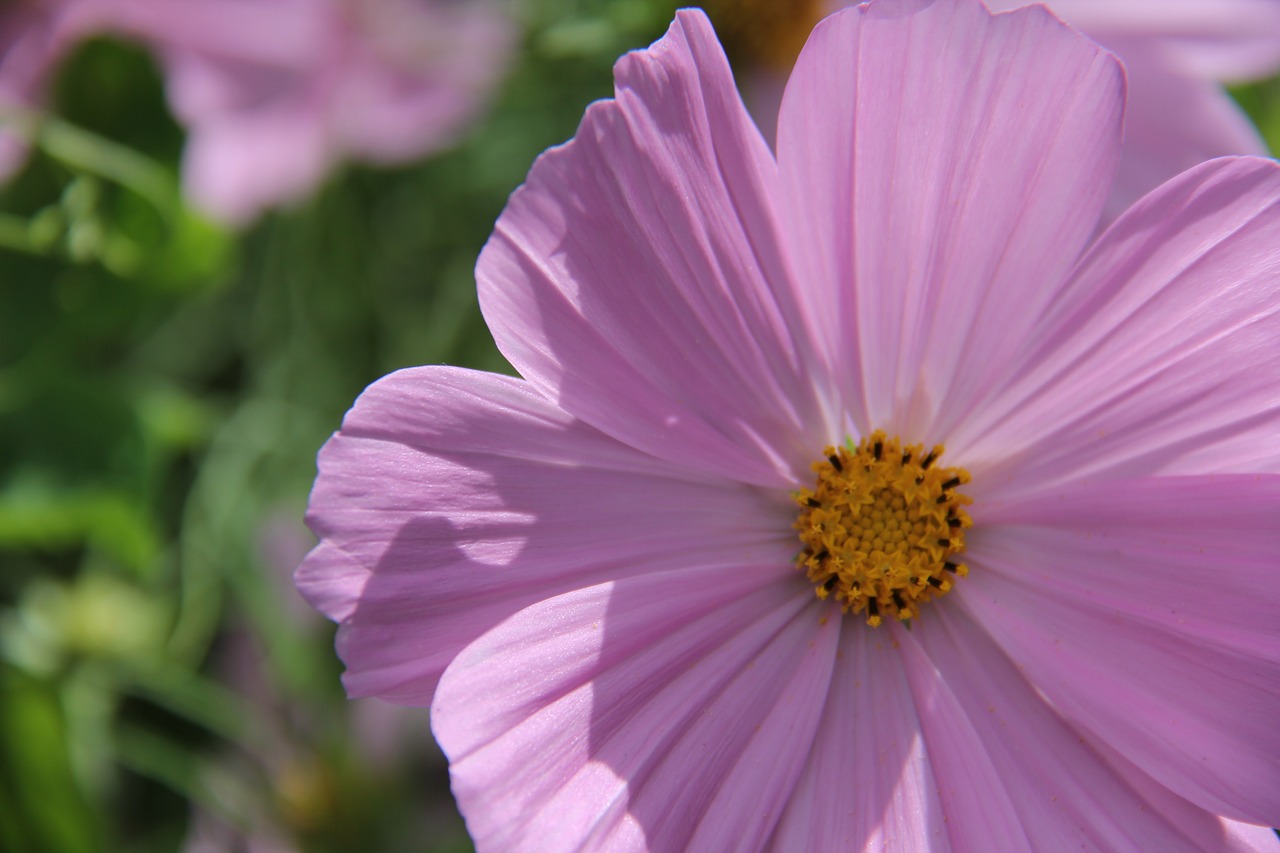 cosmea pink sunny free photo