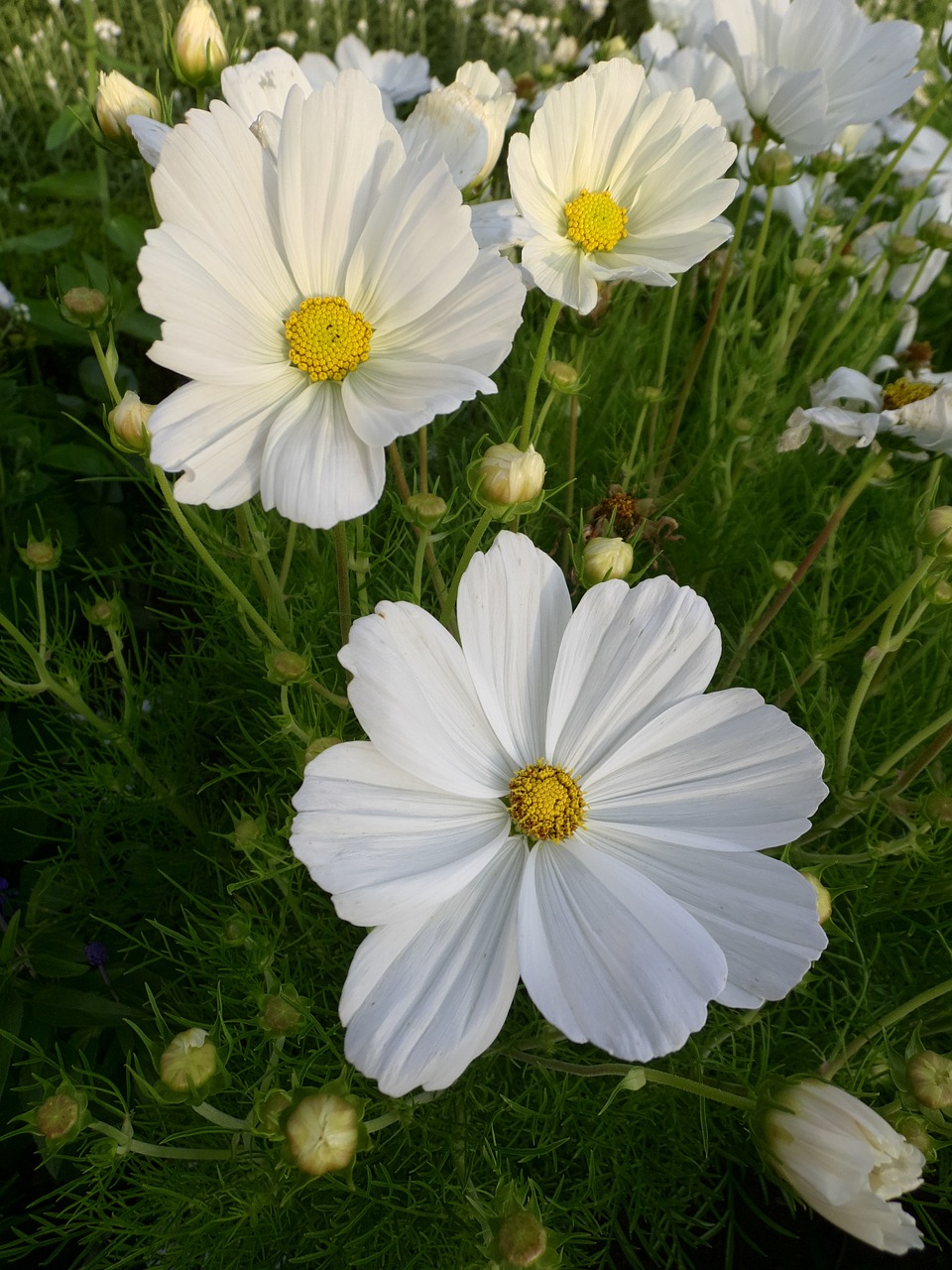 cosmea flower plant free photo