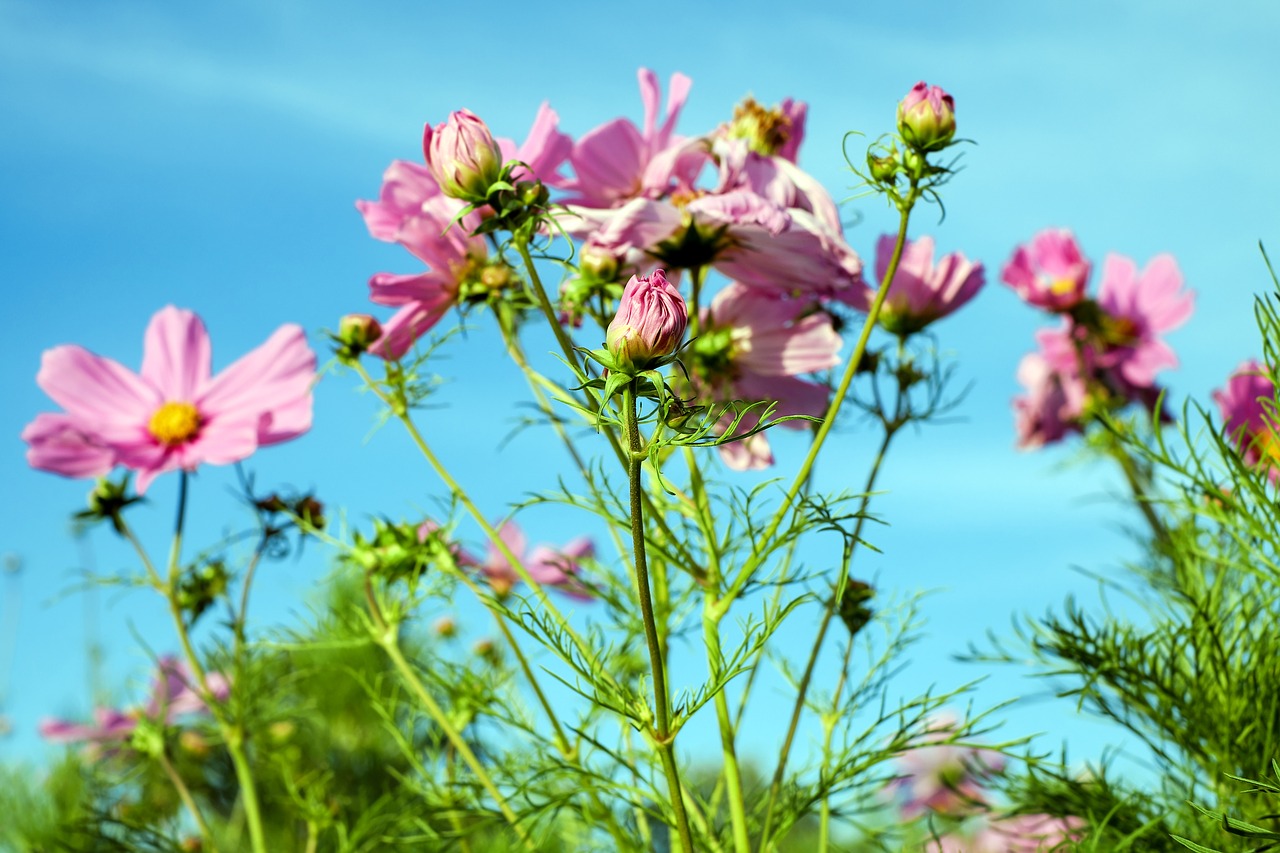 cosmea flower cosmos free photo